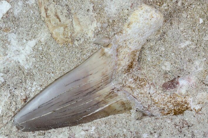 Otodus Shark Tooth Fossil in Rock - Eocene #111043